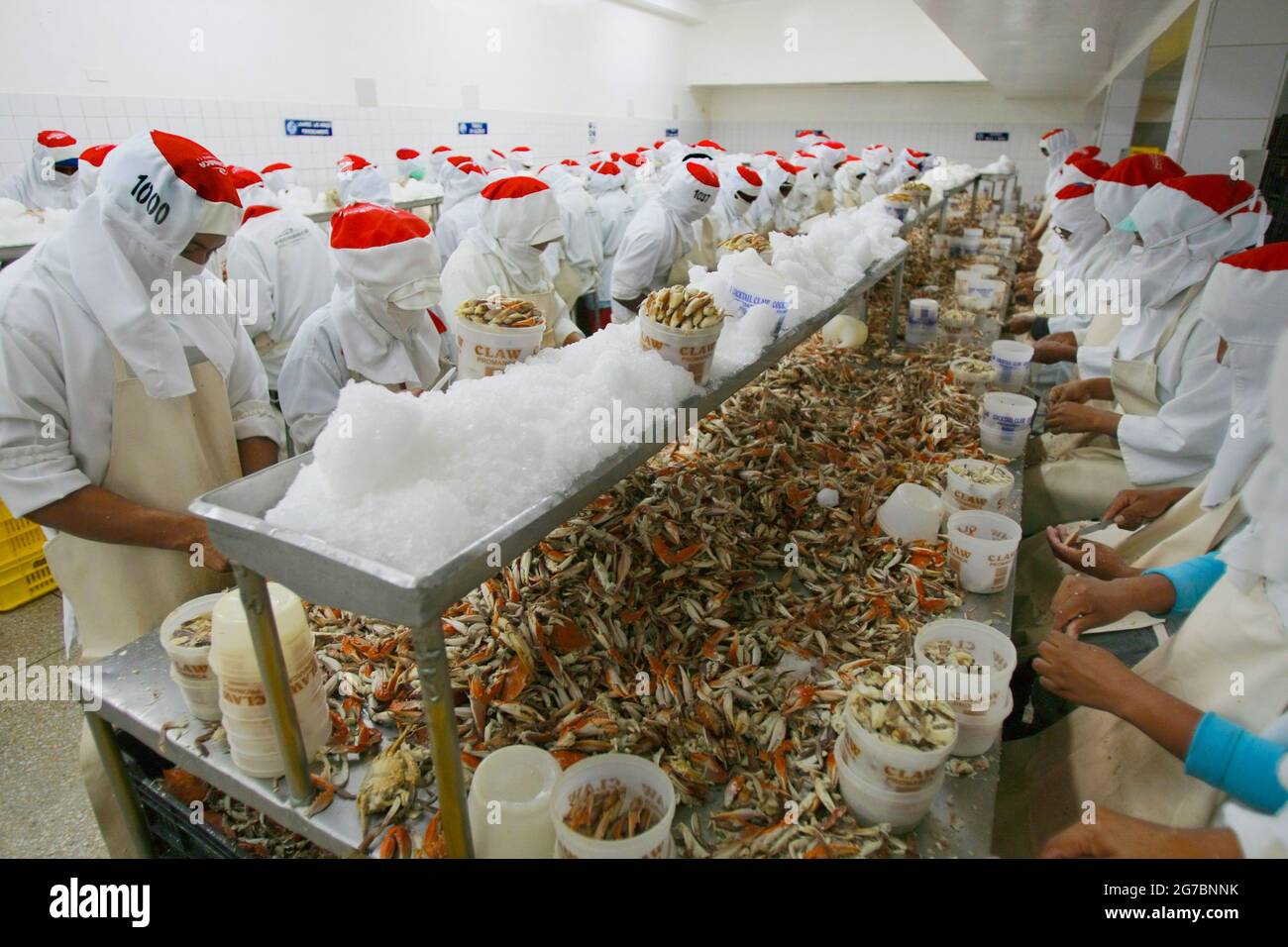 Maracaibo-Venezuela-21-07-2011- Worker at a blue crab processing plant prepare the species to be packeged and exported to the United States. © JOSE IS Stock Photo