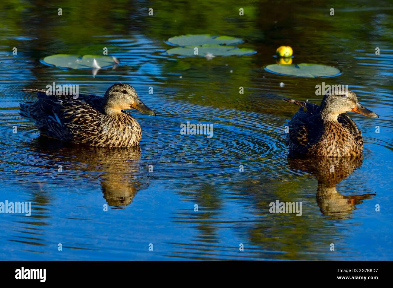 Two female mallard duck sAnas platyrhynchos; swimming in open water in a marsh area in rural Alberta Canada Stock Photo