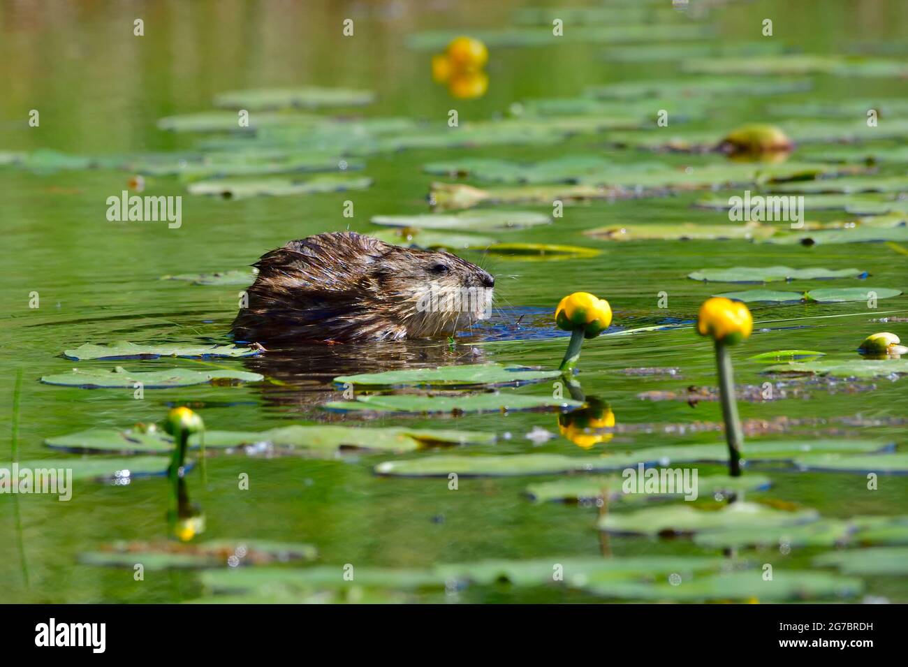 A wild muskrat Ondatra zibethicus; feeding in a lily patch in a marshy area in rural Alberta Canada. Stock Photo