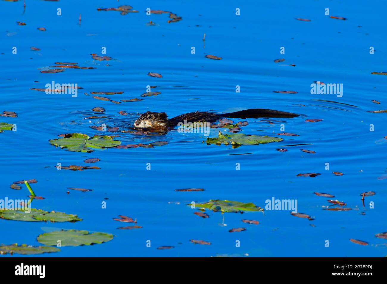 A wild muskrat Ondatra zibethicus; swimming in a marshy lake in rural Alberta Canada. Stock Photo