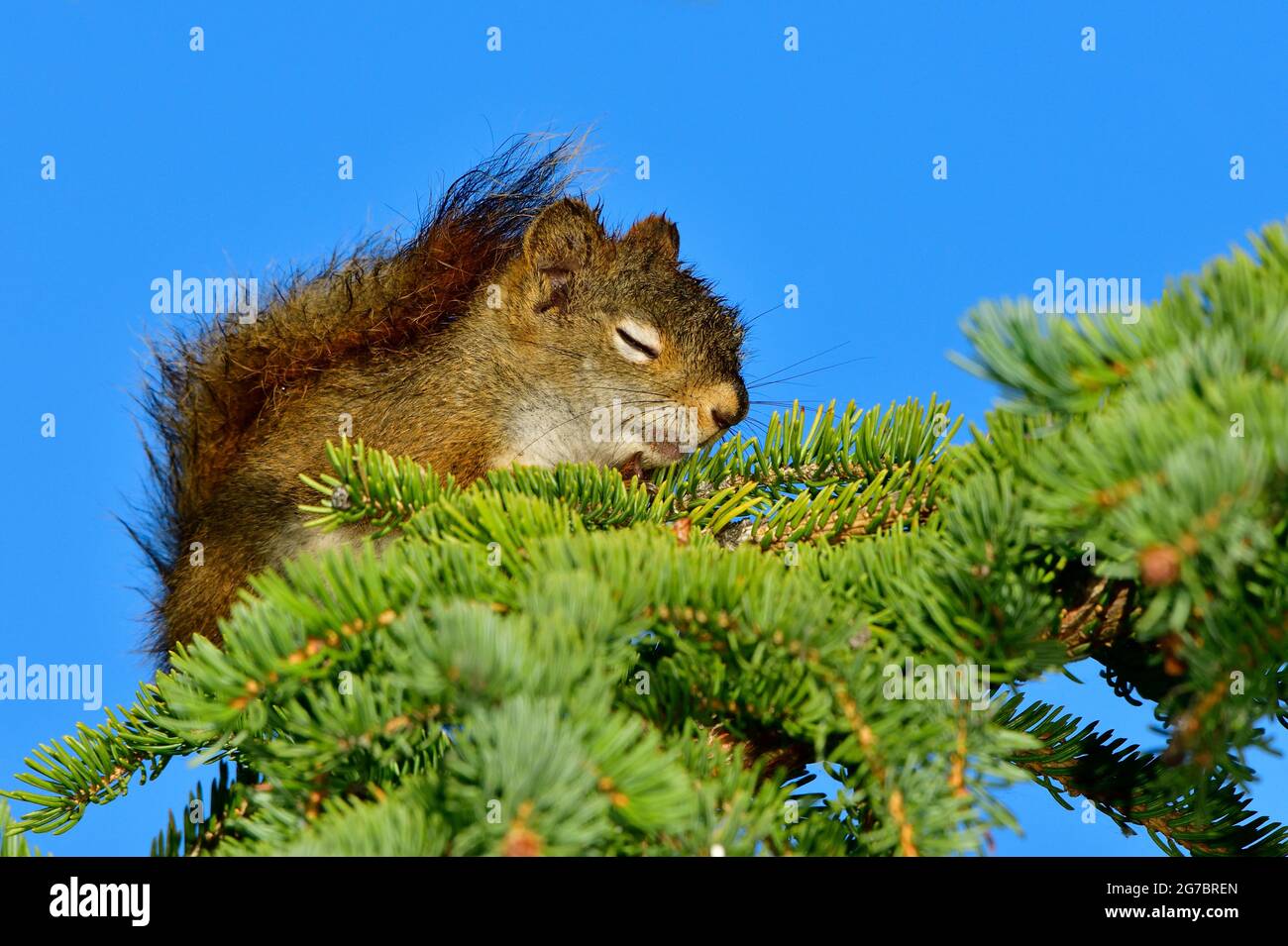 A young red squirrel 'Tamiasciurus hudsonicus', sleeping on a spruce tree branch against a clear blue sky in rural Alberta Canada Stock Photo