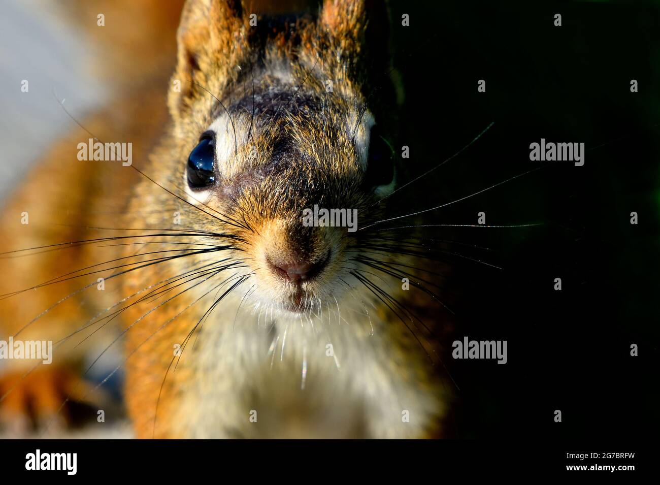A young red squirrel "Tamiasciurus hudsonicus", close up portrait in rural Alberta Canada Stock Photo