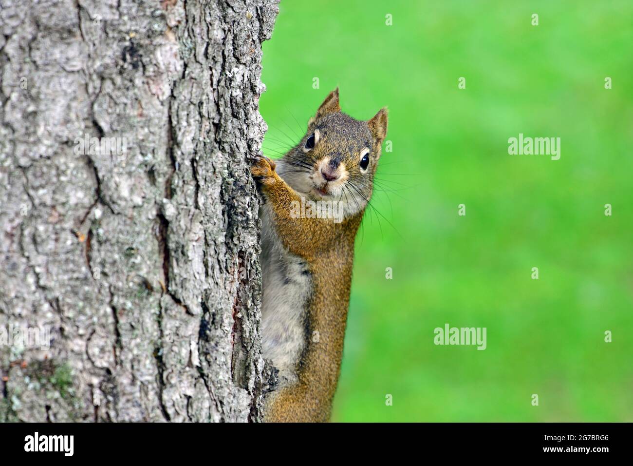 A red squirrel 'Tamiasciurus hudsonicus', climbing on a spruce tree trunk in rural Alberta Canada Stock Photo