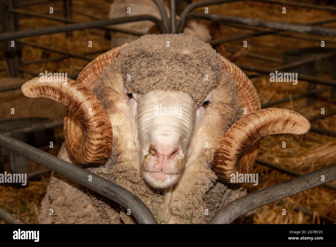 Male Sheep or Ram in pen Stock Photo Alamy
