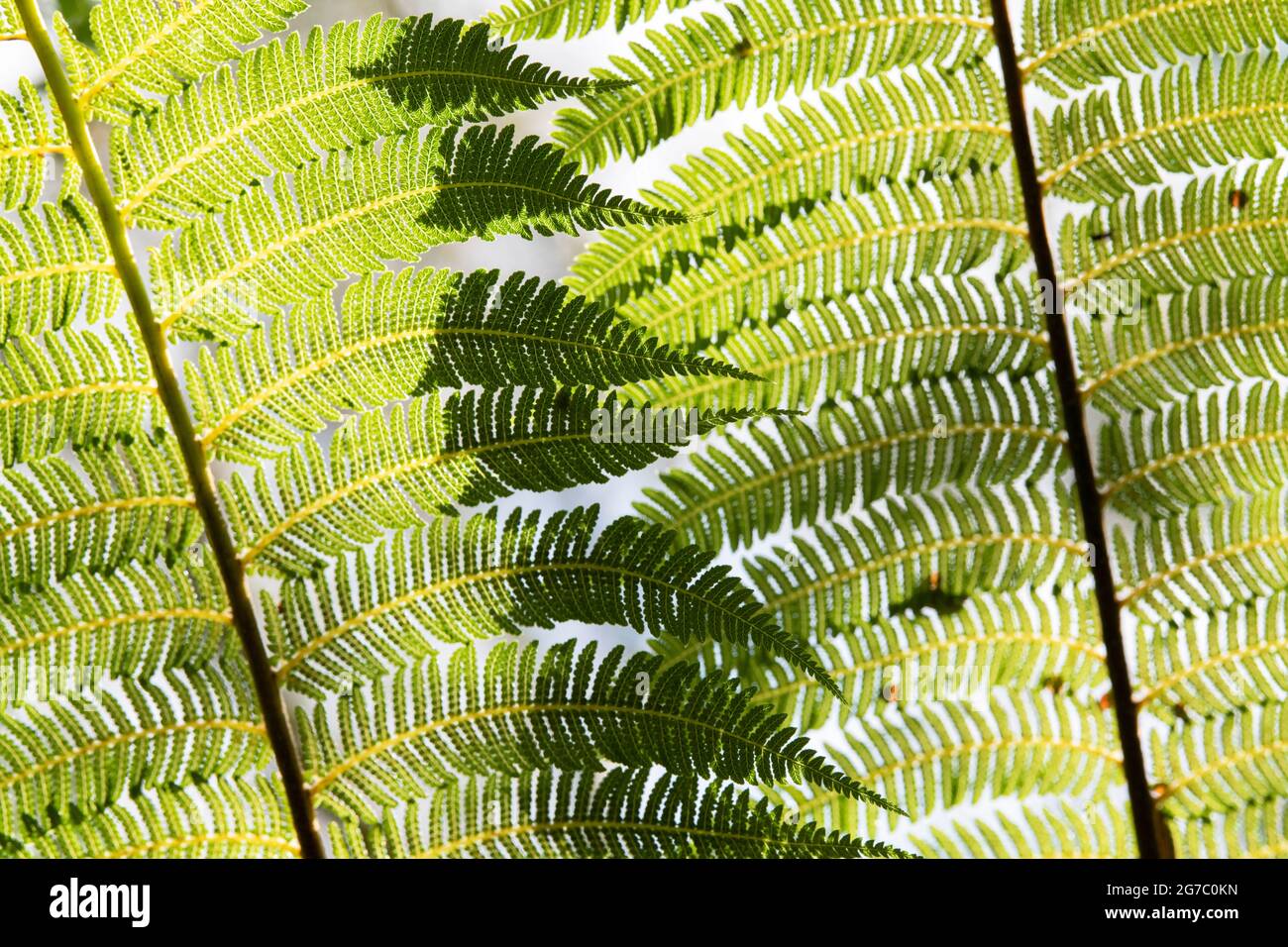 Australian tree fern hi-res stock photography and images - Alamy