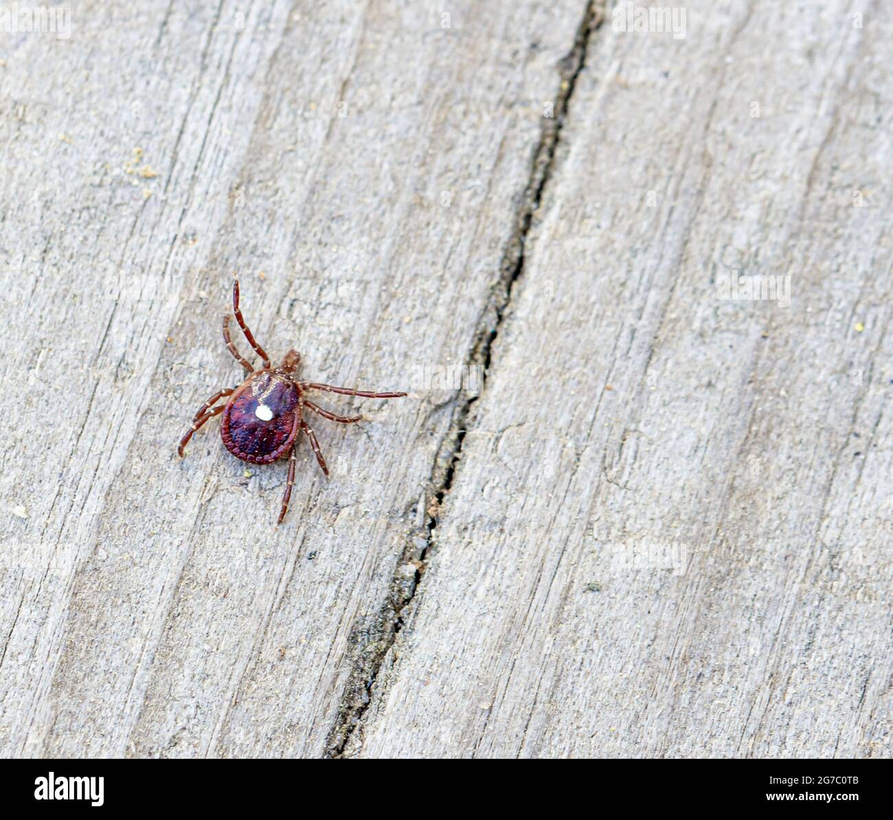 The white spot on its back identifies this tick as a female Long Star
