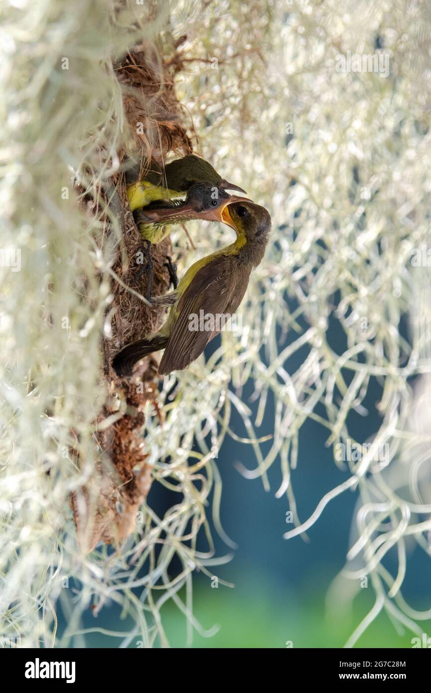 Olive-backed sunbird feeding its babies Stock Photo
