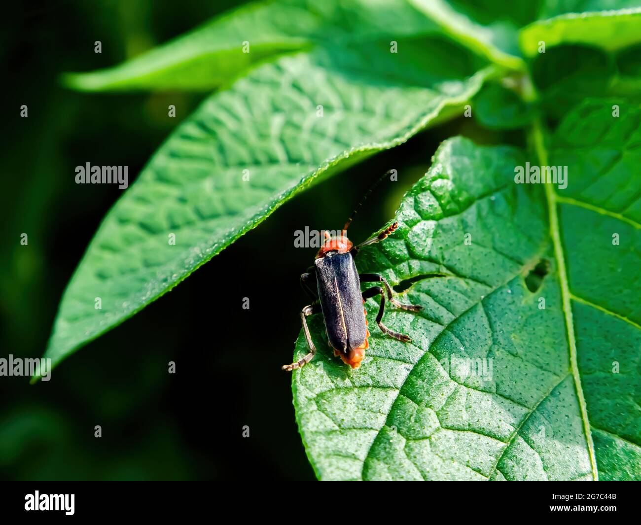 Cantharis rustica beetle on a green potato leaf. Soldier beetle ...
