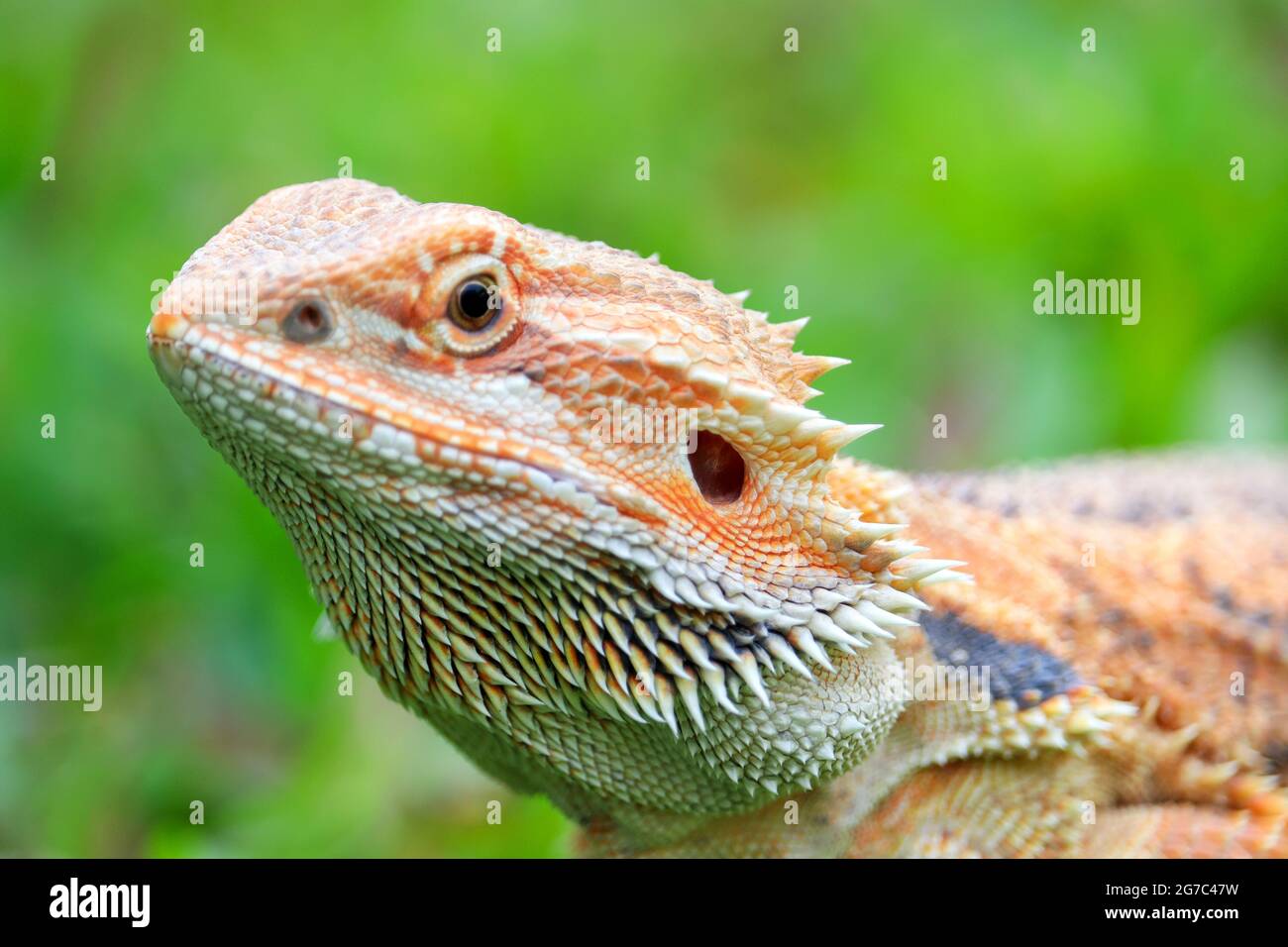 Bearded dragon beautiful skin on natural background Stock Photo - Alamy