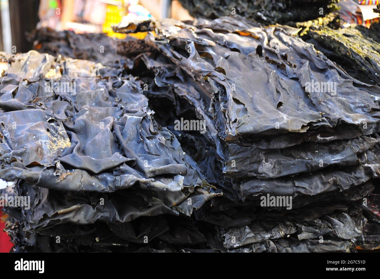 Stacks of dried Laminaria seaweeds Stock Photo