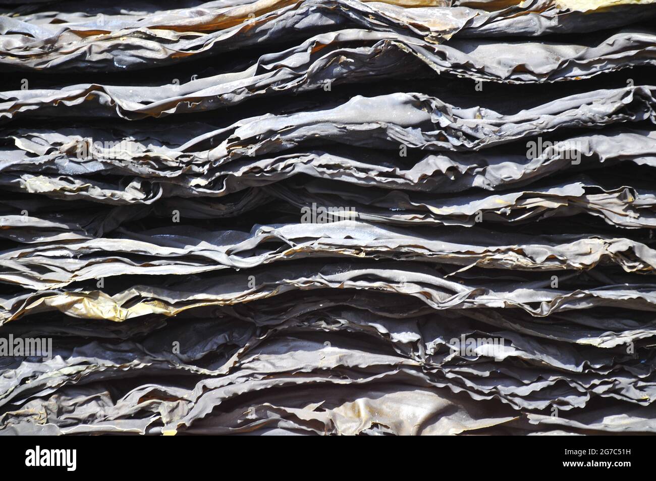 Stacks of dried seaweeds Sea mustard Wakame Stock Photo