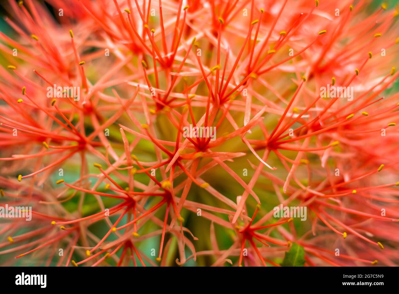 The Blood Lily or African Blood Lily is part of the Scadoxus multiflorus or Scadoxus puniceus, also known as snake lily plant, is an exotic tropical p Stock Photo