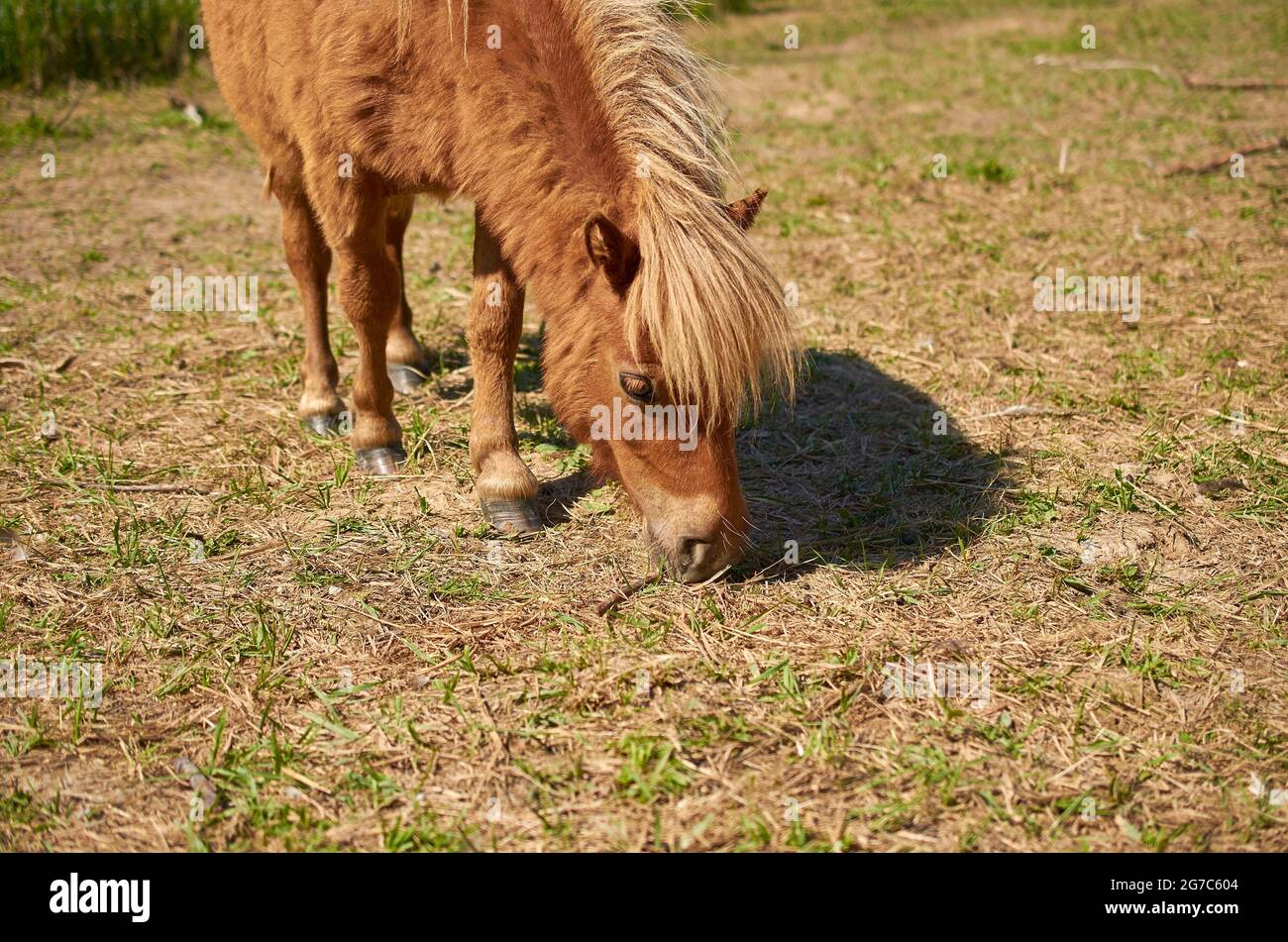 A Shetland pony is grazing in a meadow. Close-up. Summer.  Stock Photo
