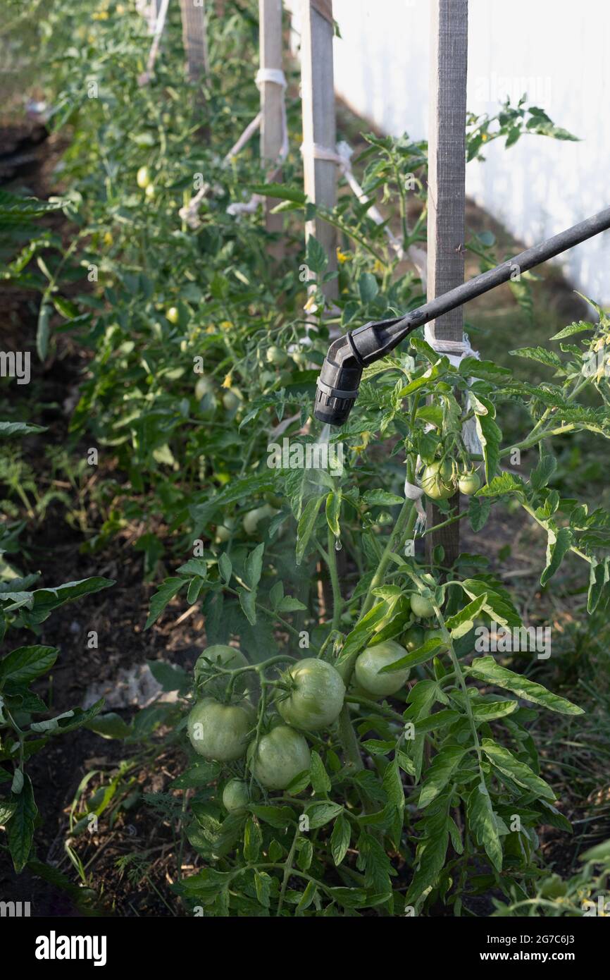 spraying fertilizers and trace elements with portable sprayer on tomato plants in garden to increase productivity and speed of fruit ripening Stock Photo