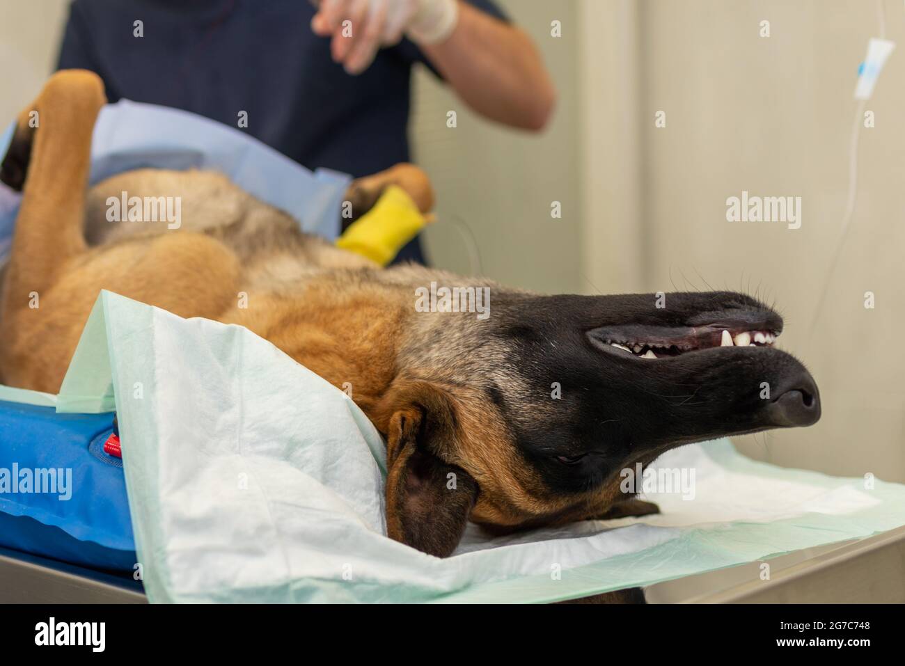 Dog under anesthesia during the surgery in a vet clinic.German shepherd