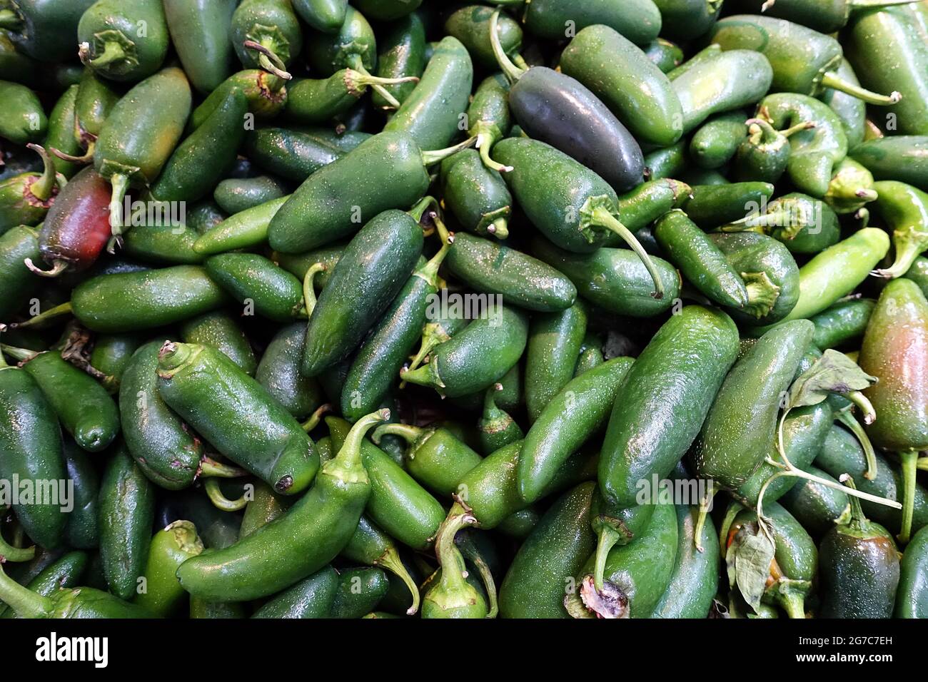 Jalapeno pepper, fresh organic produce, after harvest from a plantation