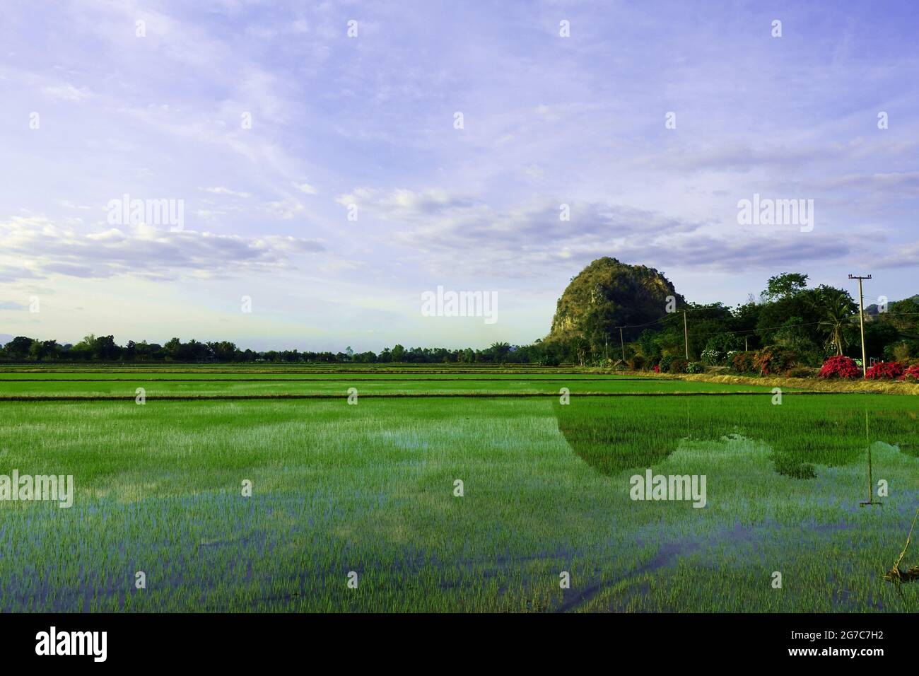 Rice paddy field with a mountain in the background and a reflection of it on the surface of the field. Stock Photo