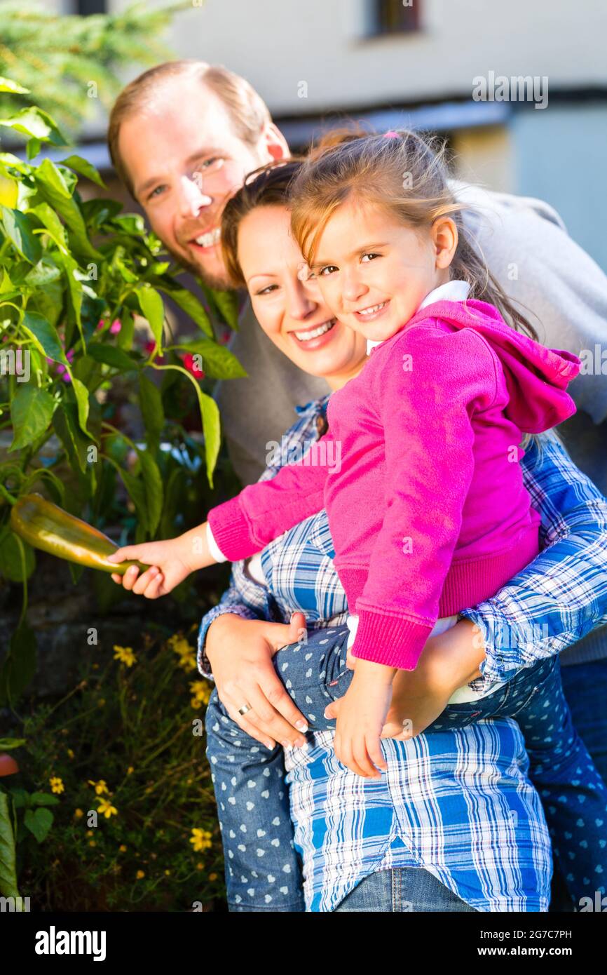 Happy family harvesting vegetables in hi-res stock photography and ...