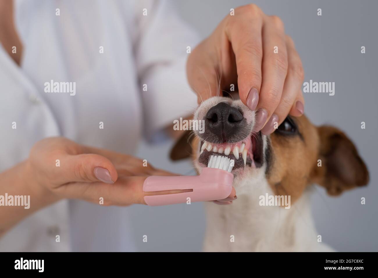 Woman veterinarian brushes the teeth of the dog jack russell terrier with a special brush