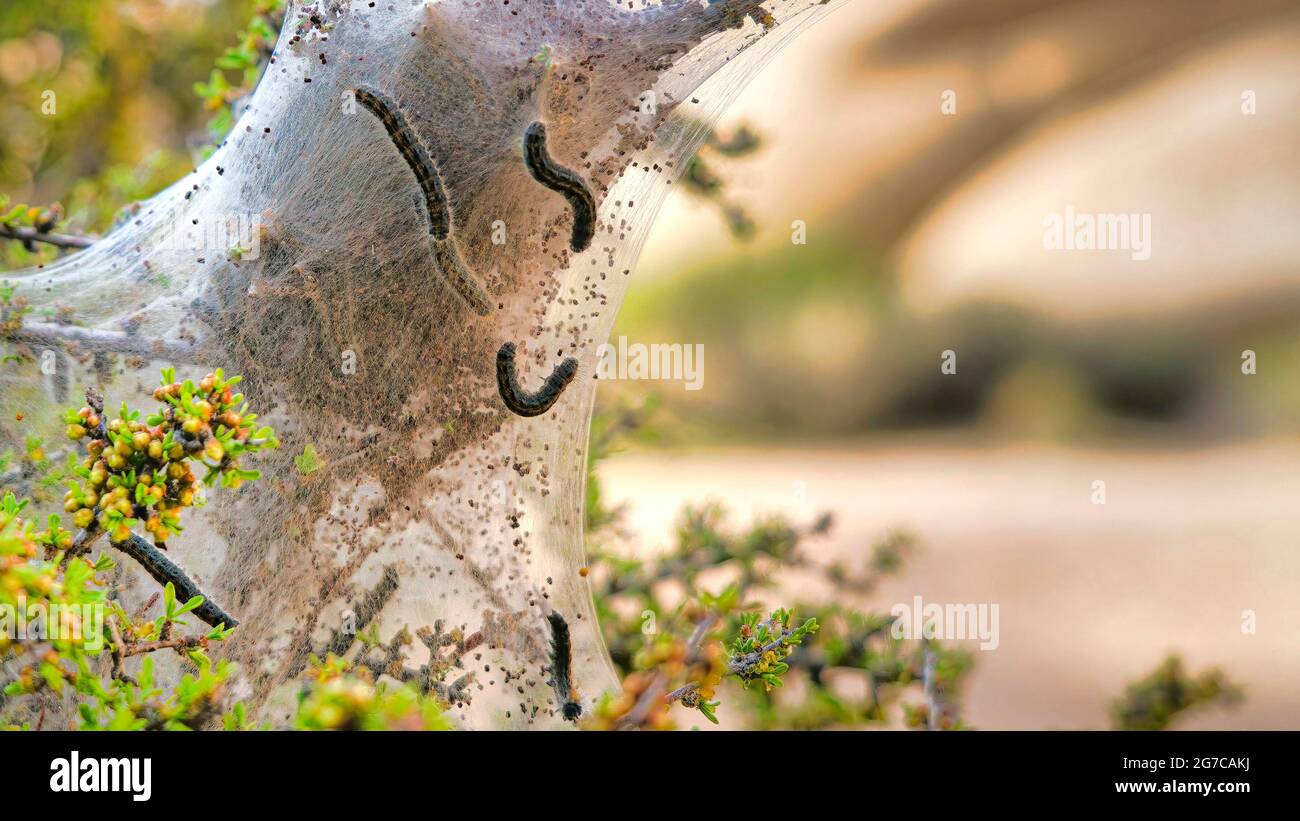 Pano Insects with silk tents at Joshua Tree National Park in the