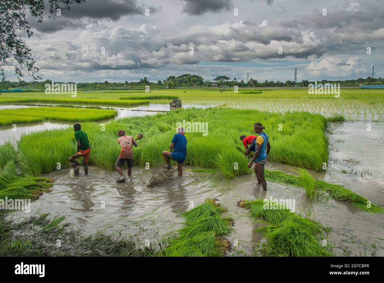A farmer collects paddy seedlings from the seedbed in Khulna, Bangladesh. August 14, 2020. Stock Photo