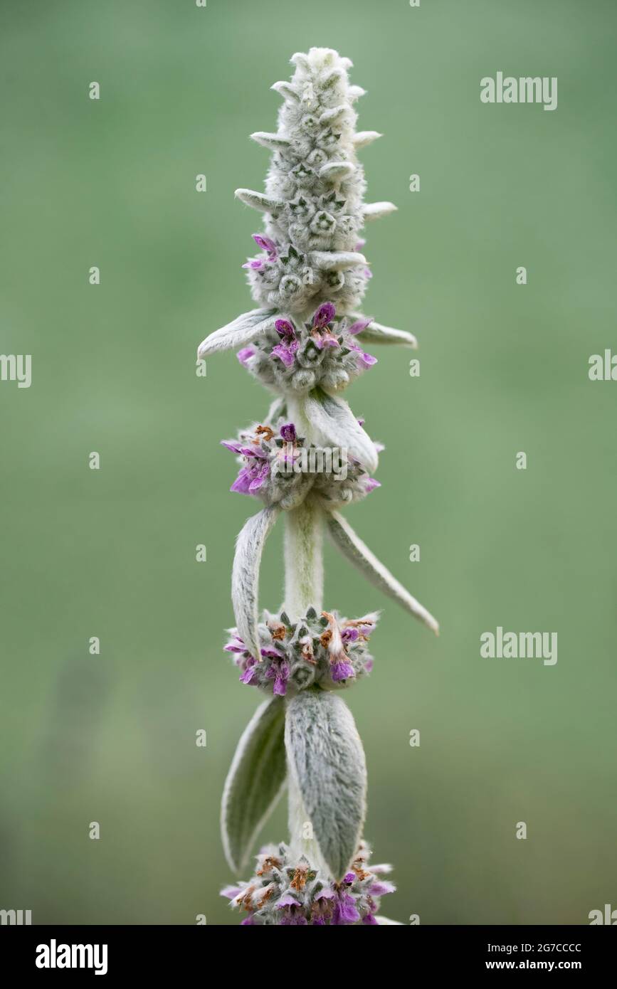 Beautiful plant Silver carpet known as lamb's ears. stachys byzantina Stock Photo