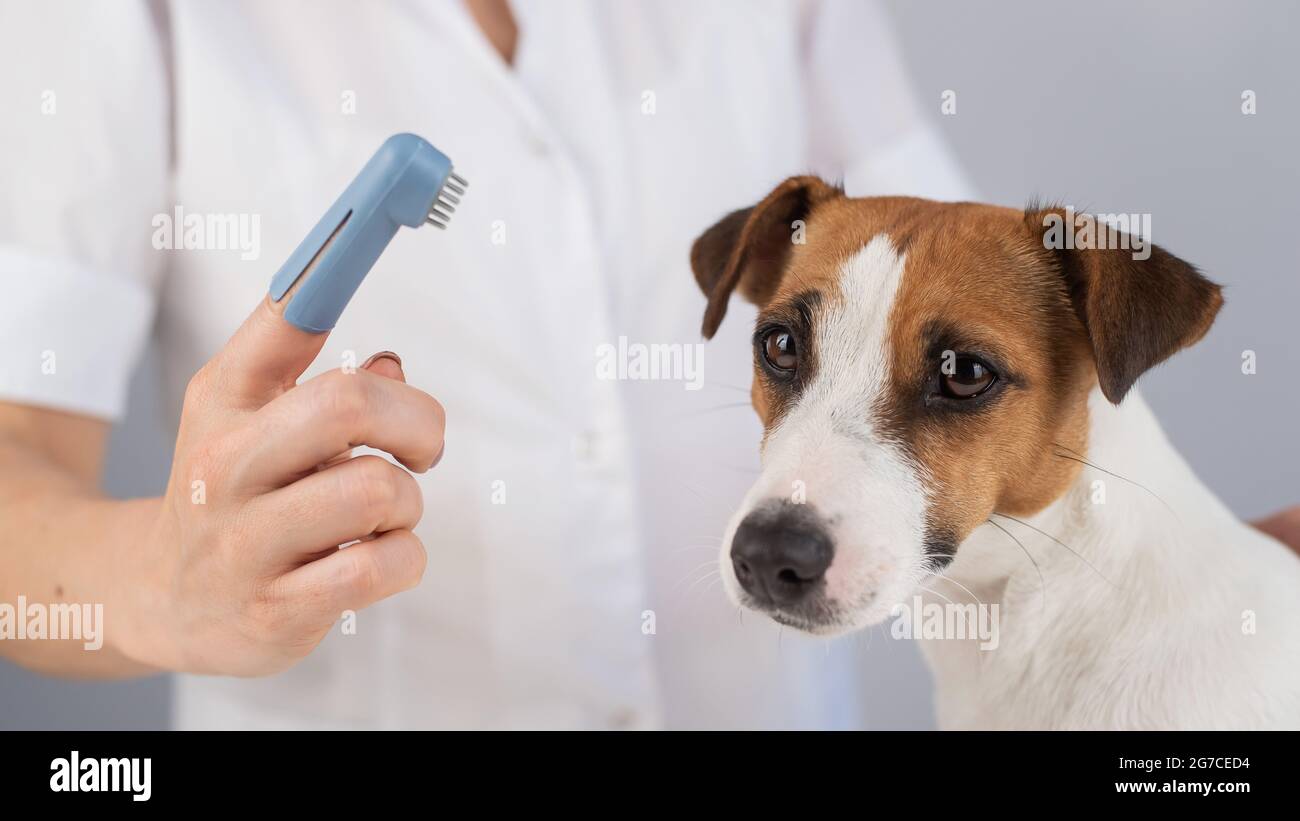 Woman veterinarian brushes the teeth of the dog jack russell terrier