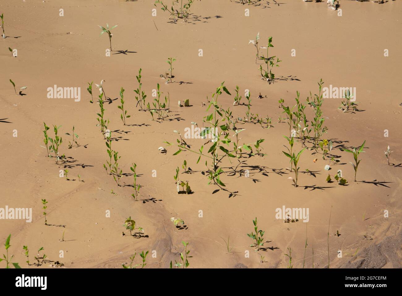 Green plants growing in wet mud after heavy rain Stock Photo Alamy