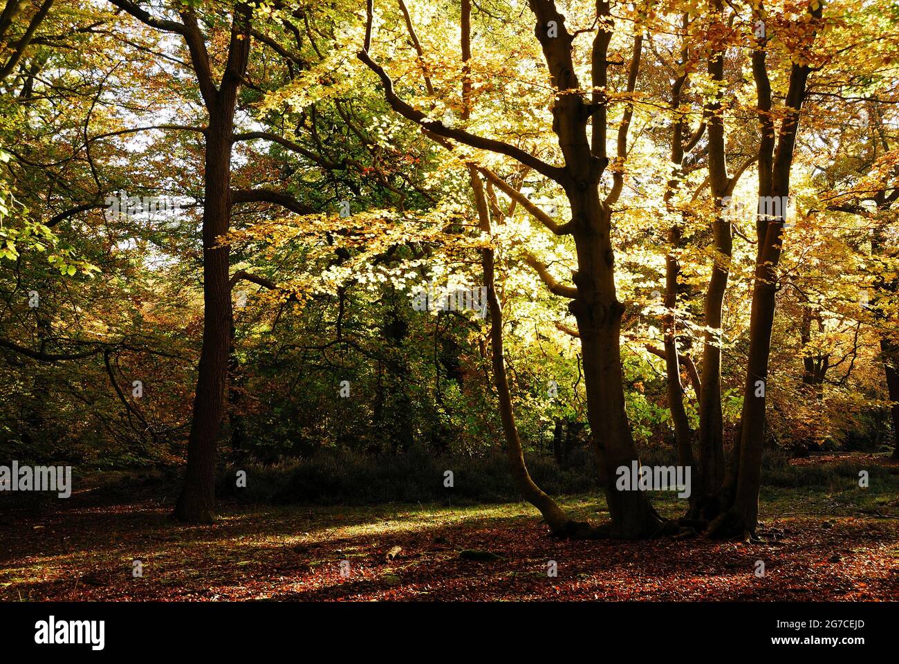 Burnham Beeches woodland, Buckinghamshire, UK Stock Photo Alamy