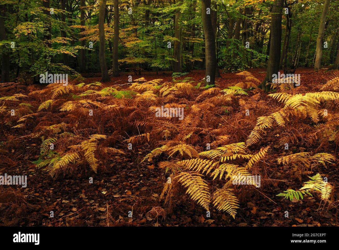 Burnham Beeches woodland, Buckinghamshire, UK Stock Photo Alamy