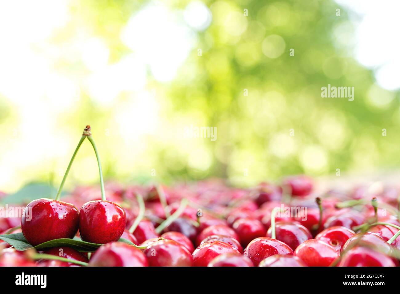 Background with heap of fresh red sweet cherry. Eco farm food cultivation. Healthy eating lifestyle concept. Blurred green trees and leaves background Stock Photo