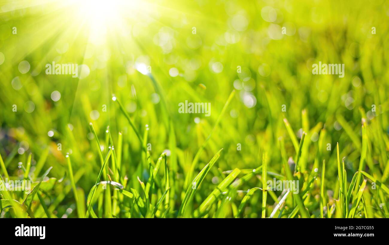 Spring nature background with green grass, sun and bokeh Stock Photo