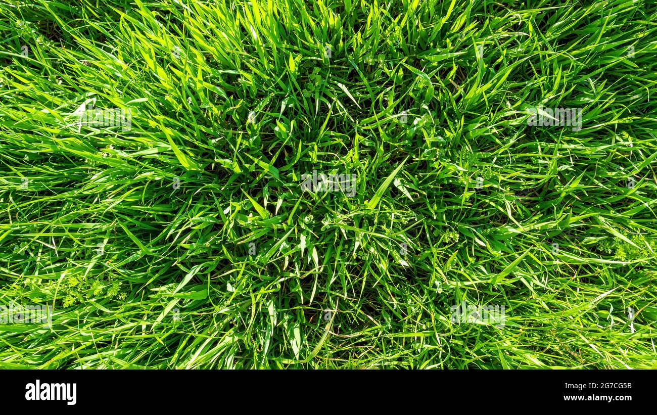 Spring or summer nature background with green grass Stock Photo