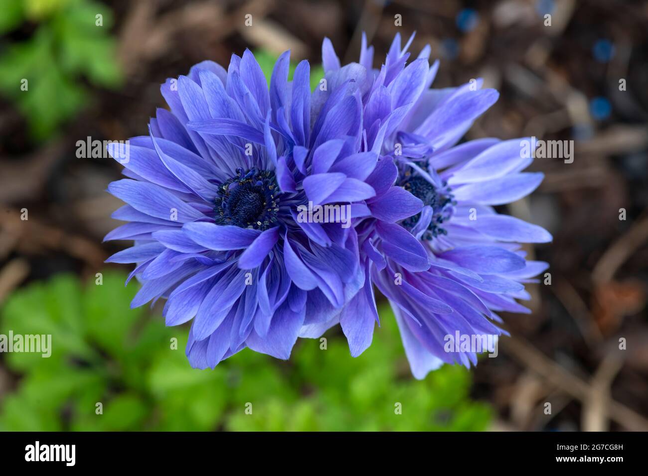 Anemone Lord Lieutenant ,also known as the Ostrich Feather . pair of deep blue flowers shot in selective focus to aid copy space on the blurred backgr Stock Photo