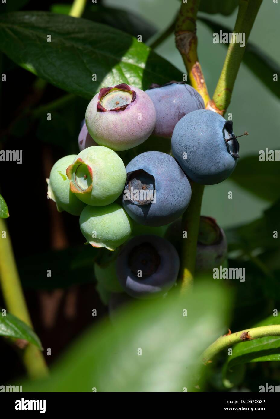 Blueberry bush full of ripening fruit, plant like to grow in acid soil