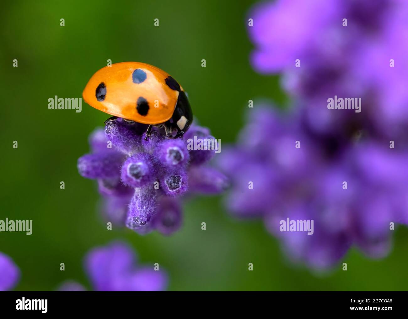 ladybird on lavender Beautiful nature background , concept saving the environment close-up macro shot in selective focus background to aid copy space Stock Photo