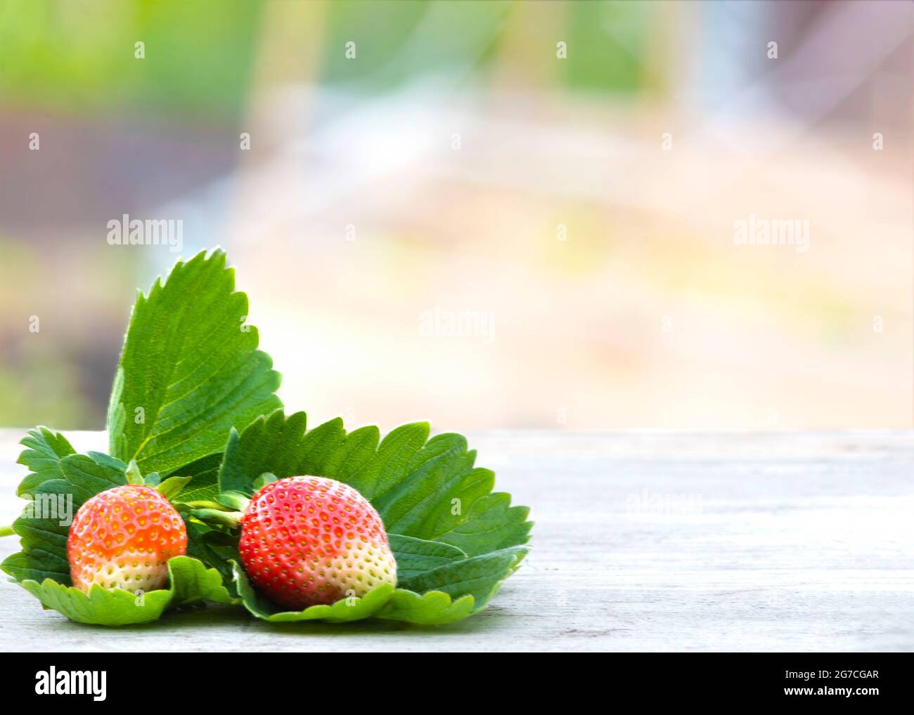 Strawberries freshly picked from the garden, allotment or farm. Organic fruit placed on the table,  blurred scenic garden background to aid copy space Stock Photo