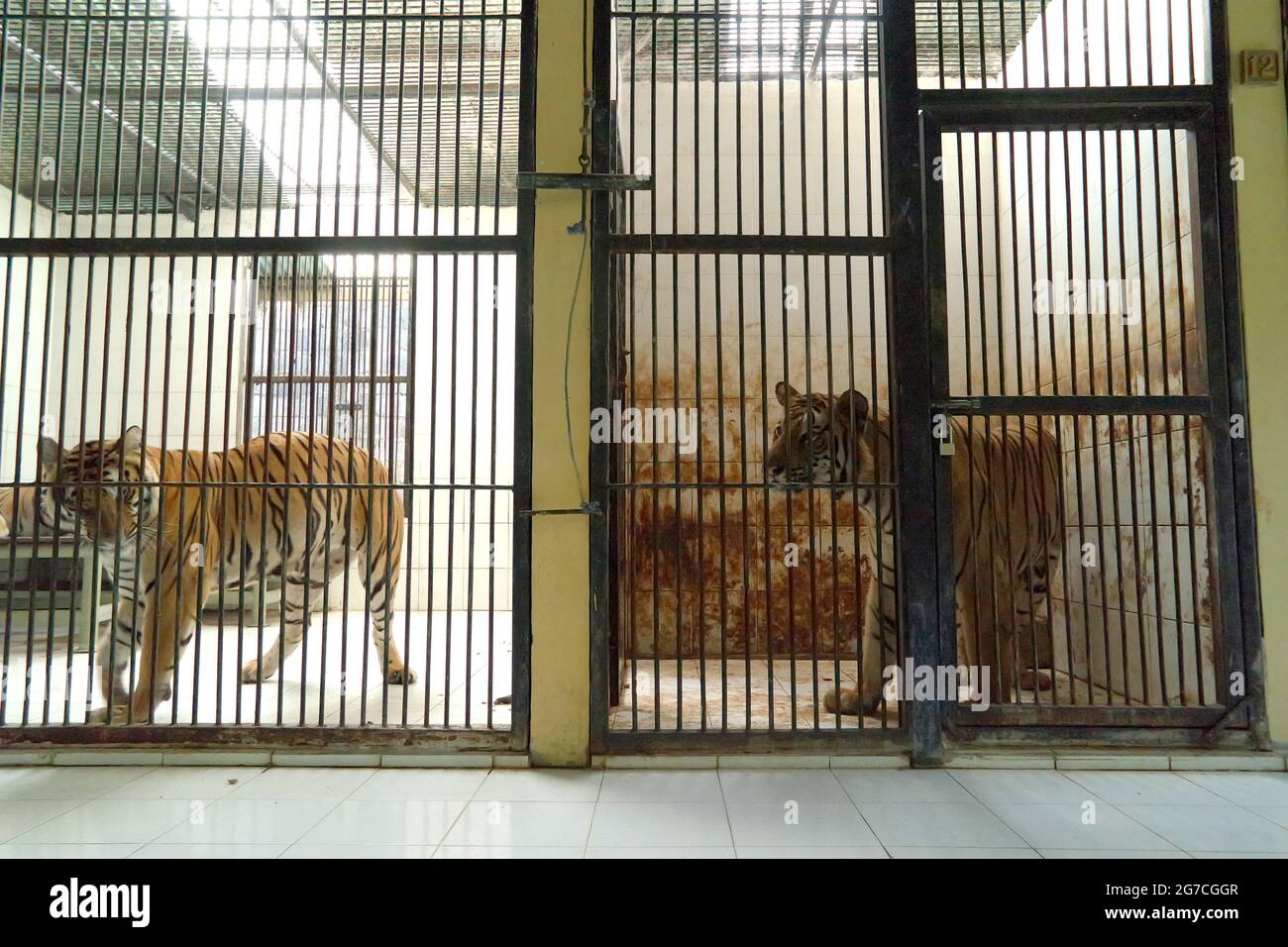 Sumatran tiger (left) and Bengal tiger (right) at the veterinary facility managed by Bali Zoo in Gianyar, Bali, Indonesia. Stock Photo