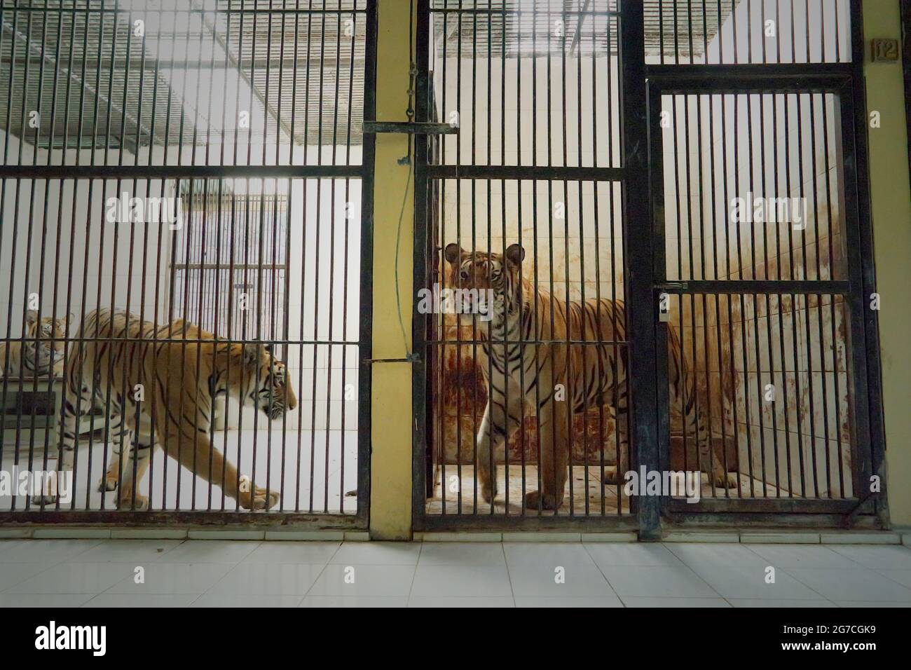 Sumatran tigers (left) and a Bengal tiger (right) at the veterinary facility managed by Bali Zoo in Gianyar, Bali, Indonesia. Stock Photo