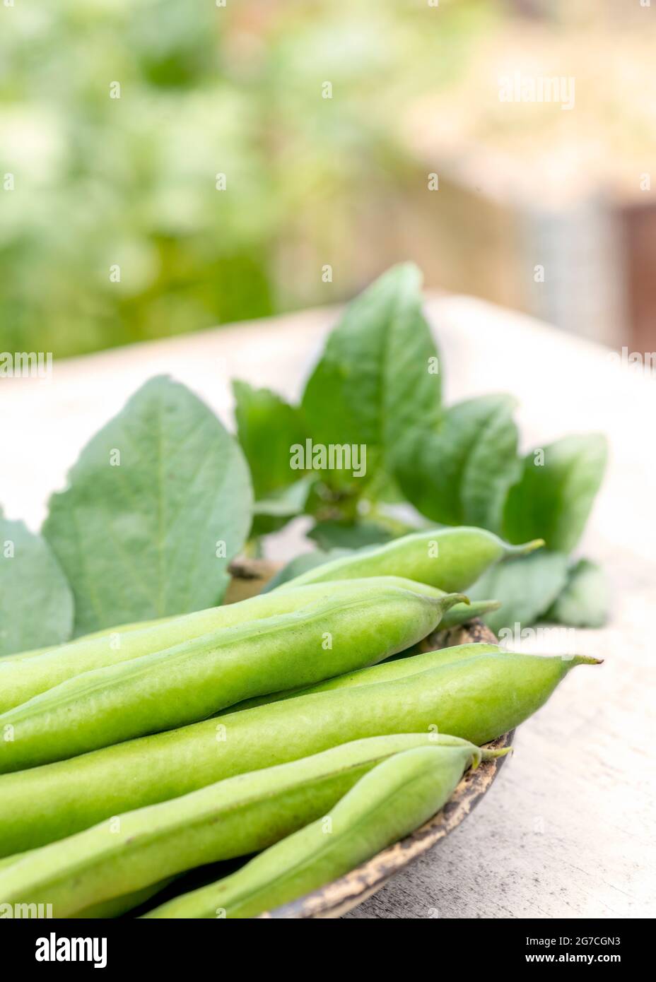 broad beans vicia faba freshly picked home grown on an allotment ,garden or small holding blurred background selective focus copy space above Stock Photo