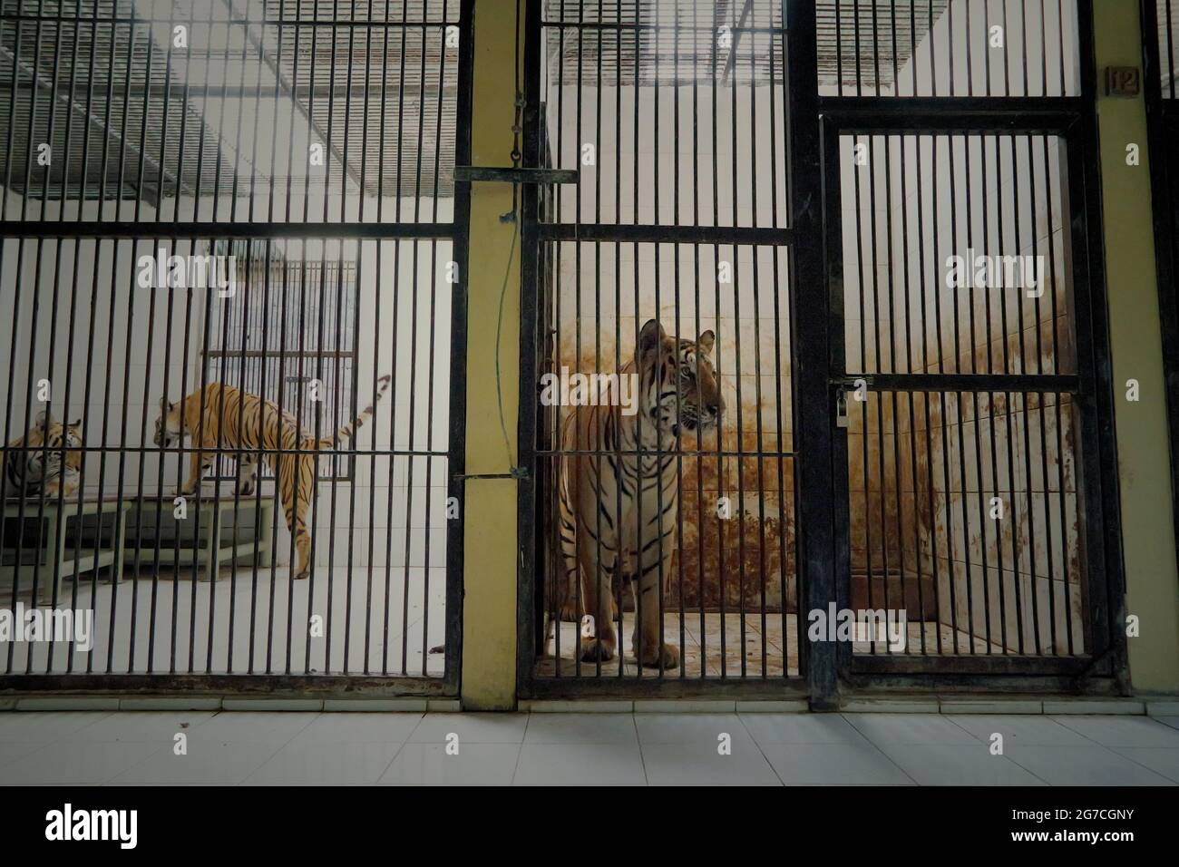 Sumatran tigers (left) and a Bengal tiger (right) at the veterinary facility managed by Bali Zoo in Gianyar, Bali, Indonesia. Stock Photo