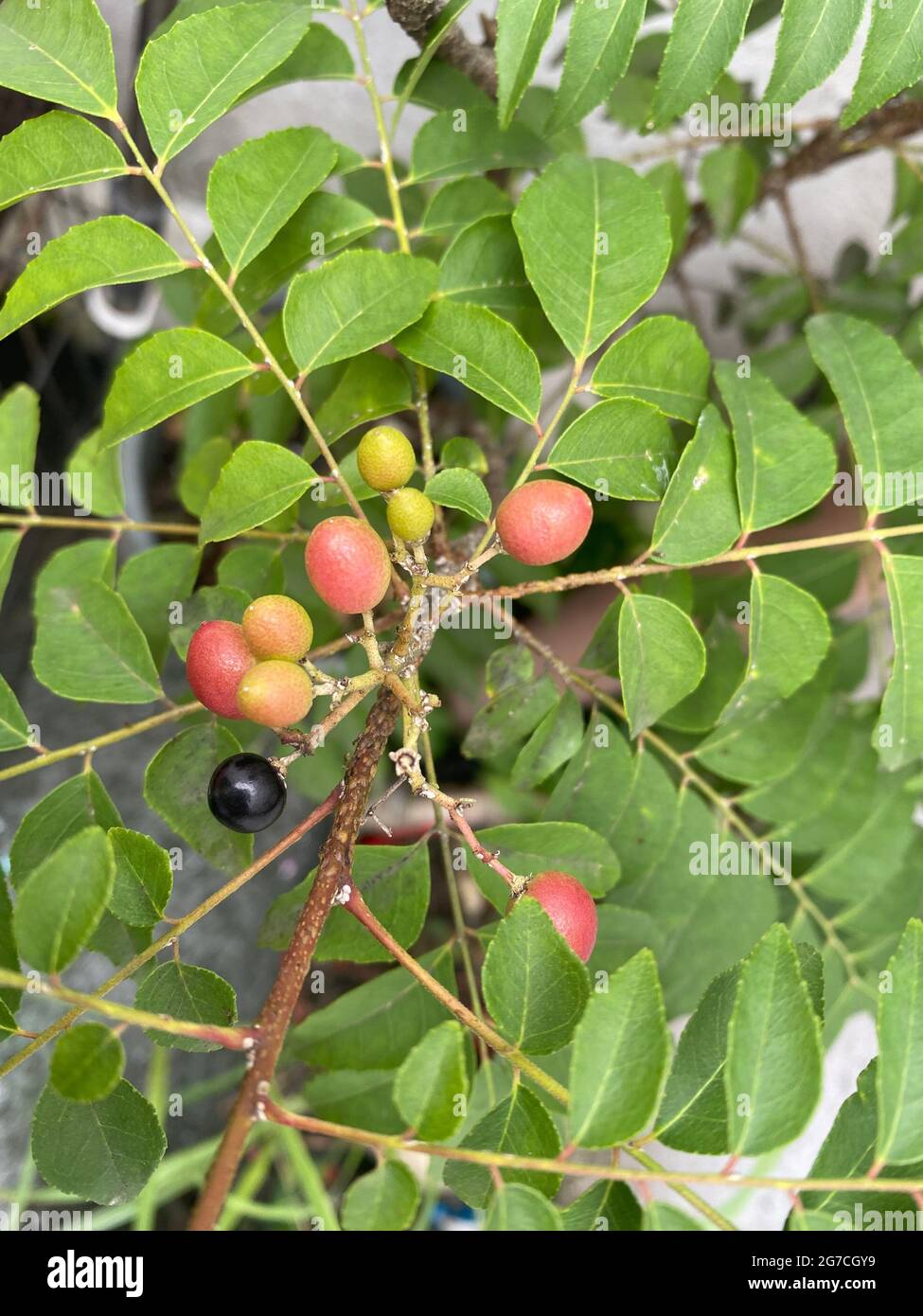 Curry Leaf Plant Seeds