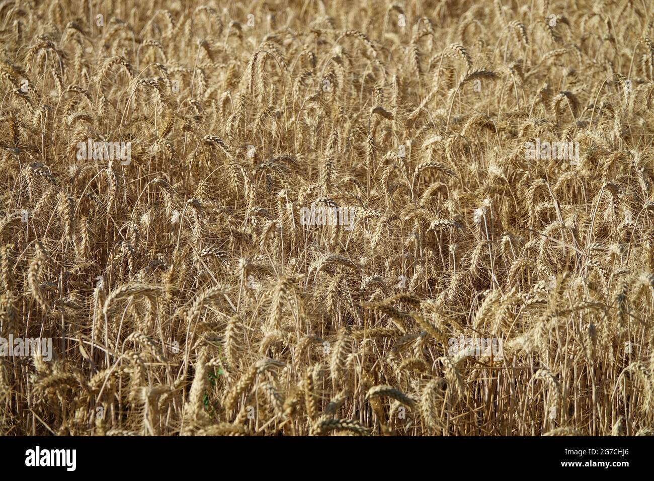 close up of a ripe ears of organic wheat in a field ready to be harvested Stock Photo