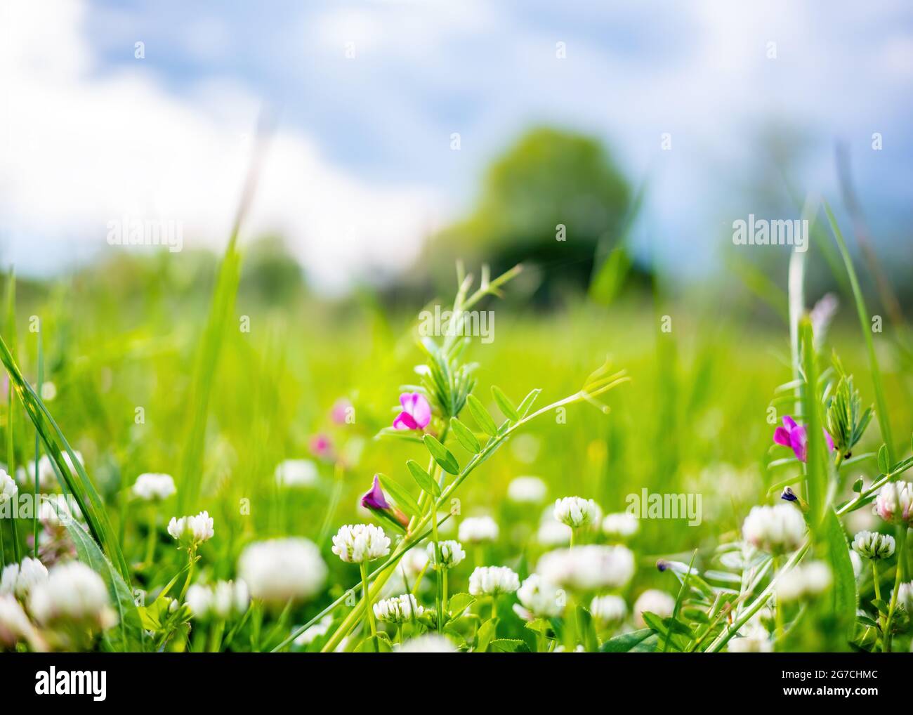 Spring or summer nature background with green grass and wildflowers Stock Photo