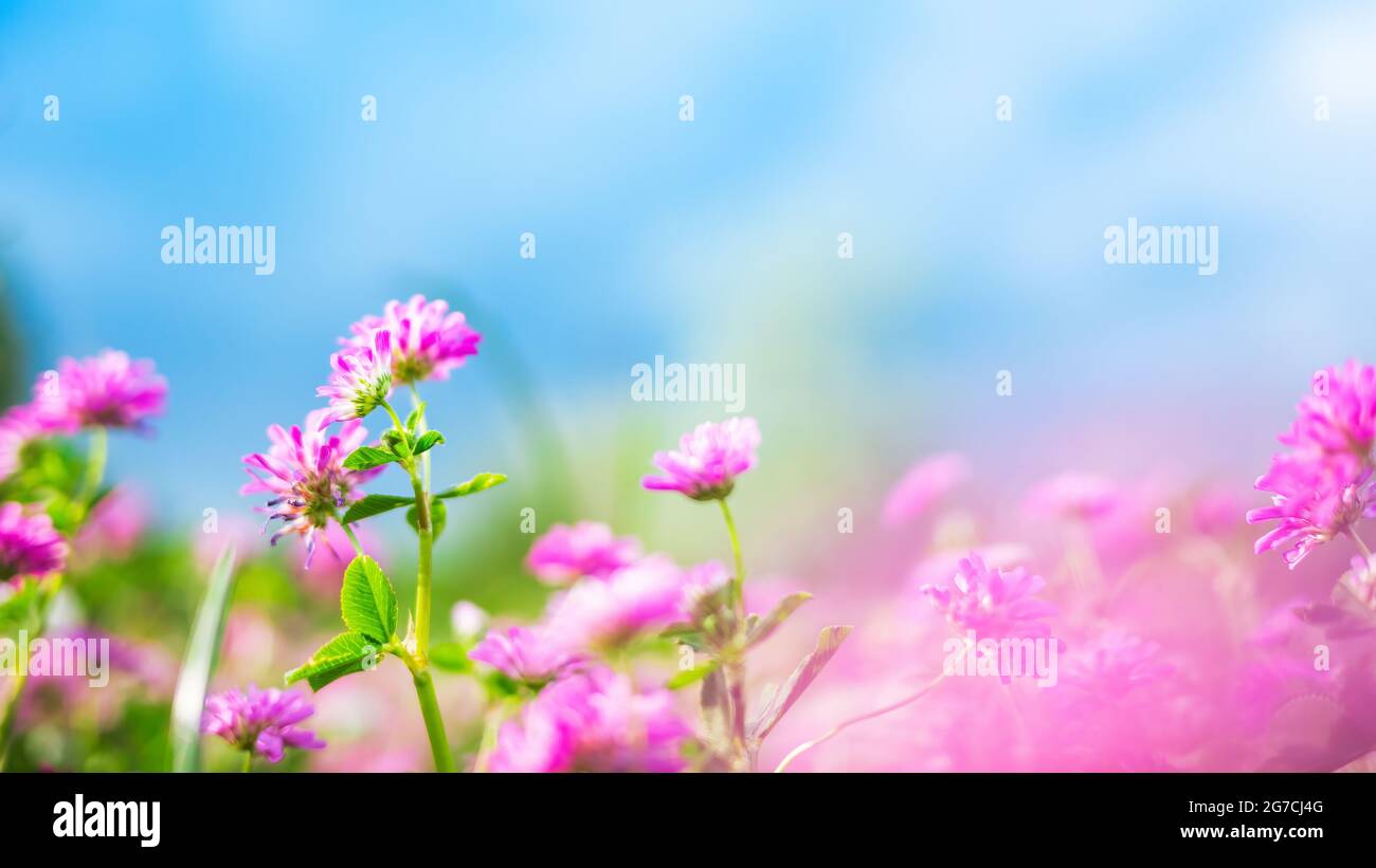 Spring or summer nature background with green grass, wildflowers and blue sky Stock Photo
