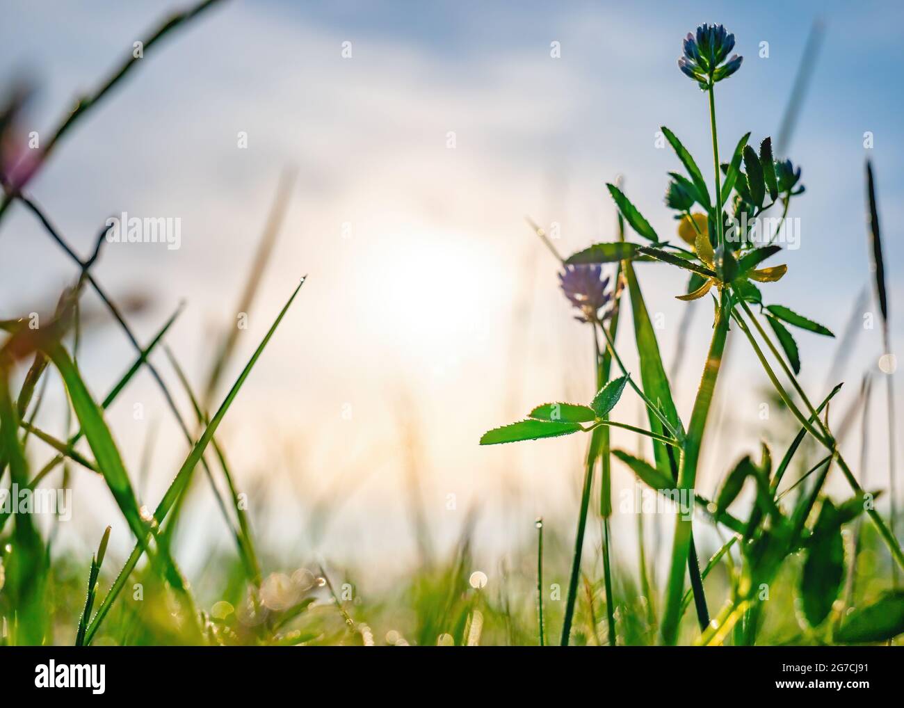 Beautiful field with grass and flowers in early morning sunlight Stock Photo