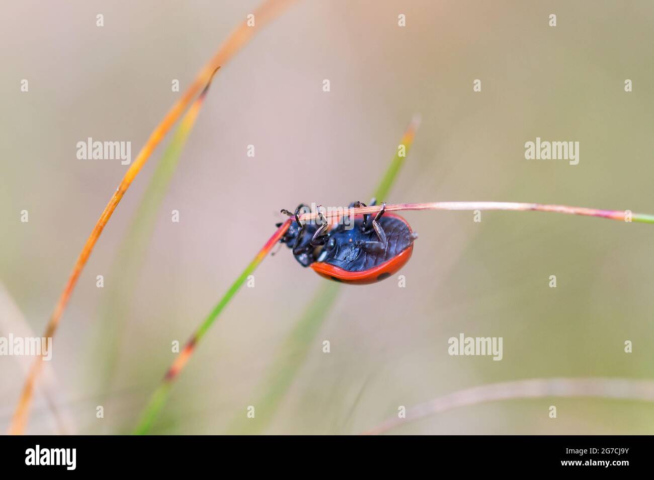 Ladybird climbing on a straw up and down Stock Photo