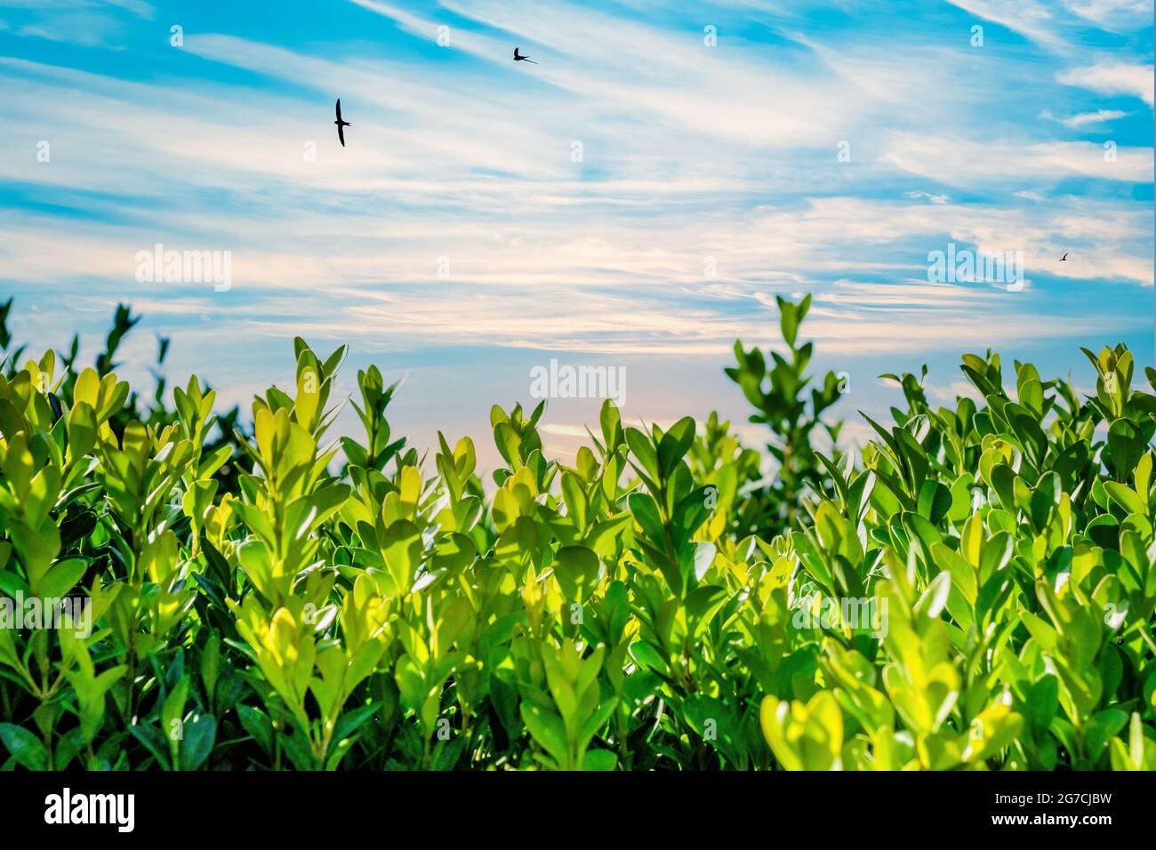 Green plants and blue sky with white clouds at summer Stock Photo - Alamy