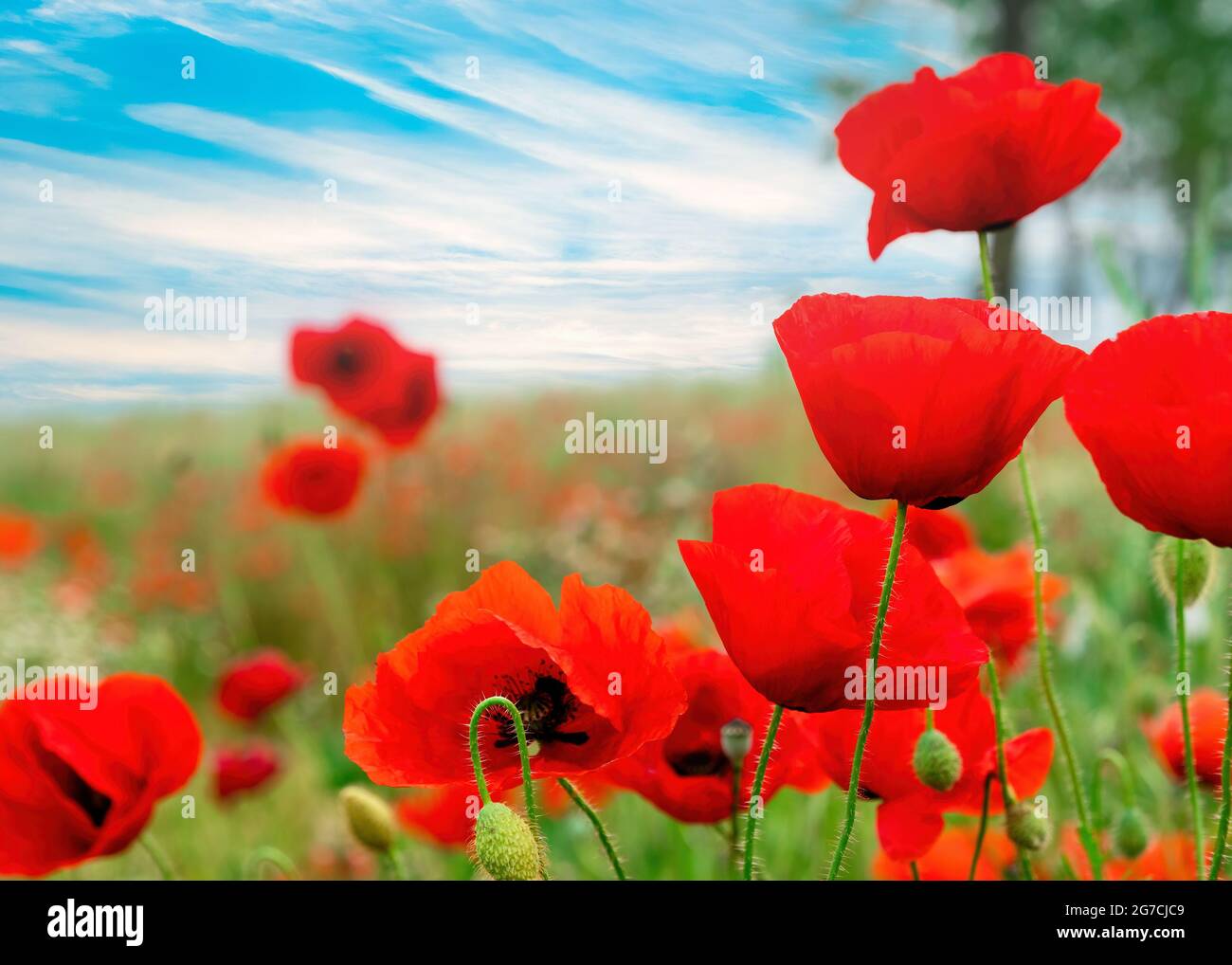 Red poppies field against a blue sky Stock Photo