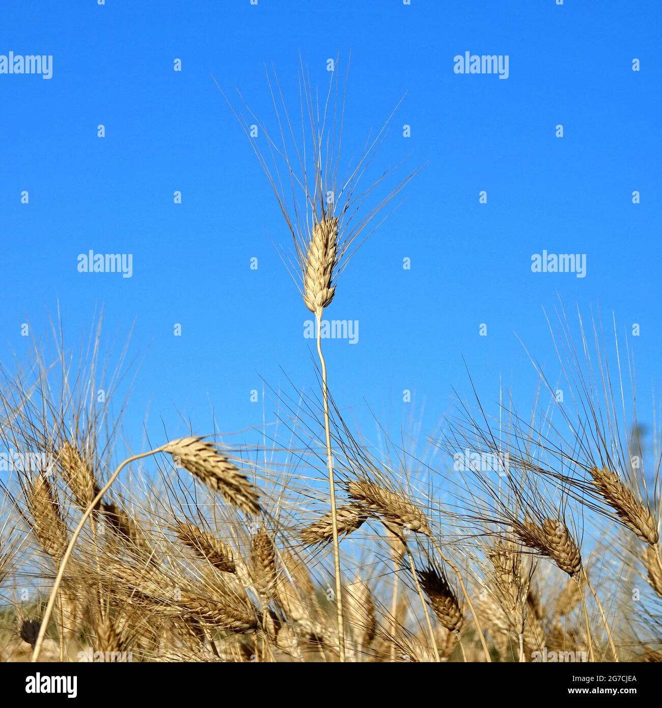 close up of a ripe ears of organic wheat in a field ready to be harvested Stock Photo